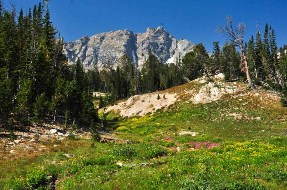 Época de flores no Grand Teton National Park, no Wyoming, nos Estados Unidos